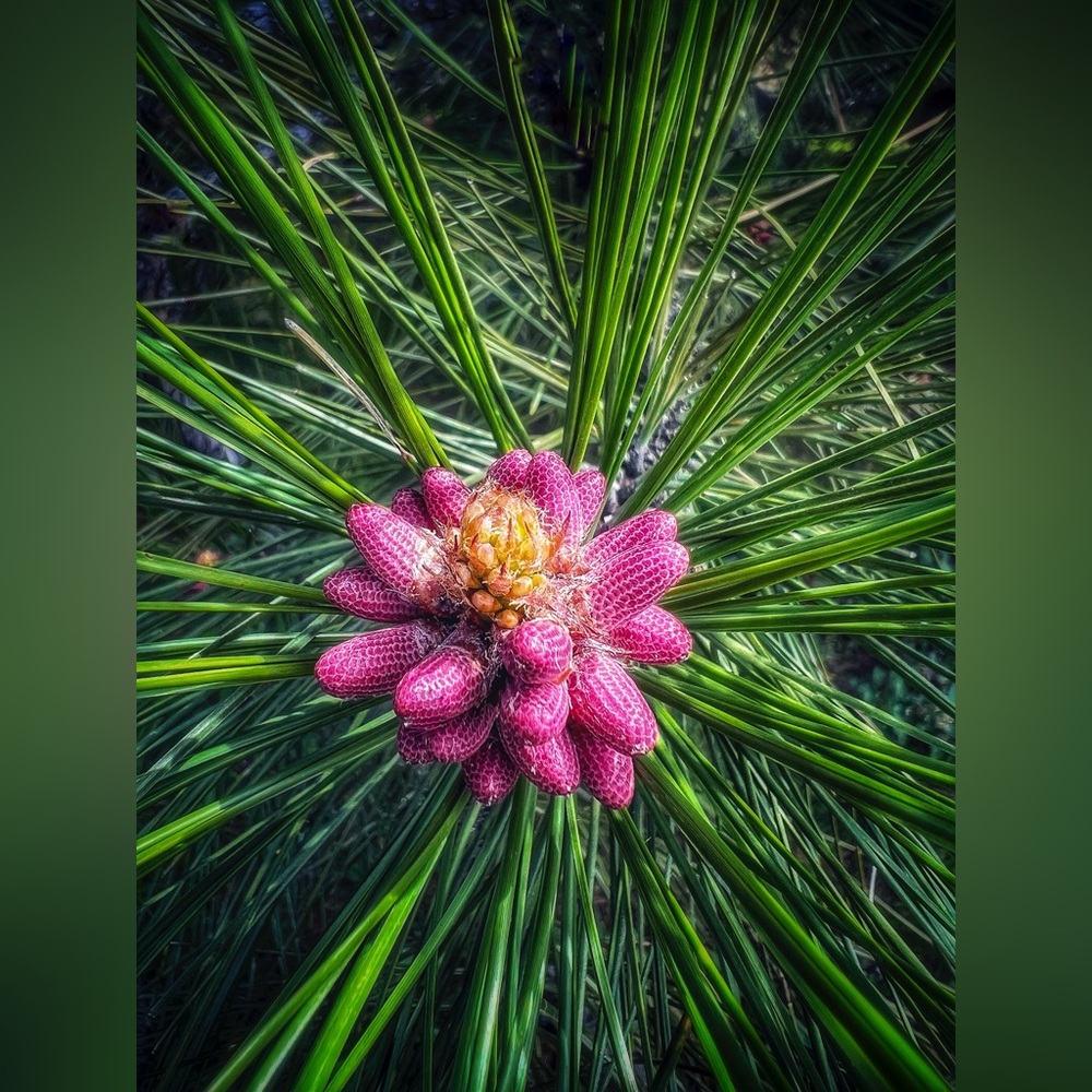Baby Pinecone 8x10 Photographic Print, Nature Photograpghy